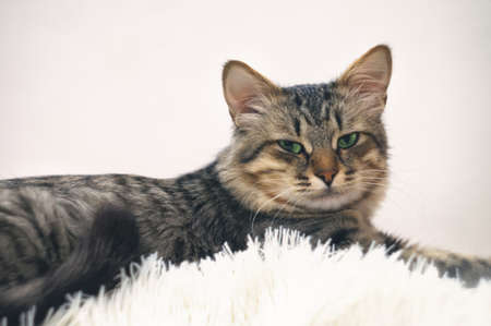 Cute portrait of a lazy sleeping striped beautiful cat. Young furry cat enjoy lying on the couch, sleeping with paws in a white fluffy blanketの写真素材