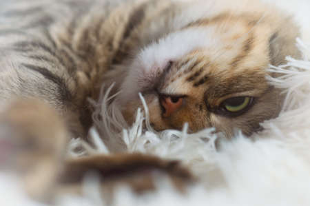 Cute portrait of a lazy sleeping striped beautiful cat. Young furry cat enjoy lying on the couch, sleeping with paws in a white fluffy blanketの写真素材