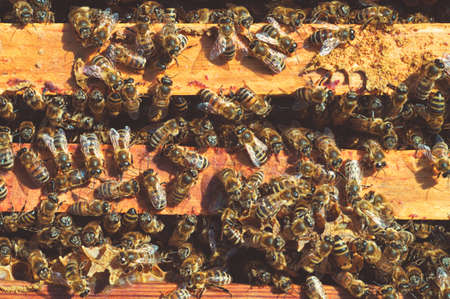 Group of yellow bees on the hive frame close-up. Apiary in the meadows. Macrophotography.