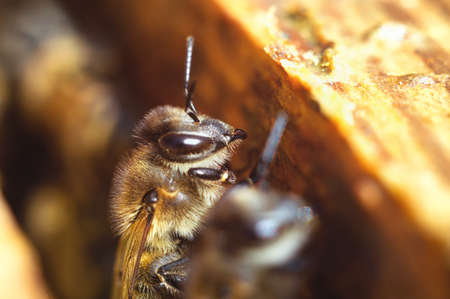 Big yellow bee on the hive frame Insect in the spring wild nature close-up. Apiary in the meadows. Macrophotoの写真素材