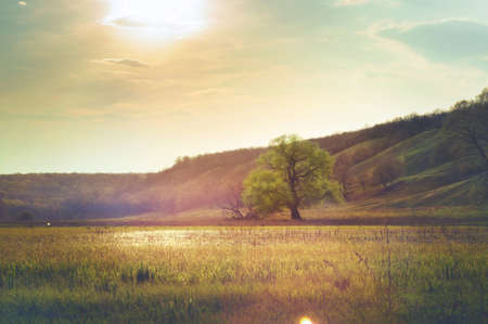 Lonely spring green tree in a hilly valley in the sunlight on flood meadows. Wildlife nature landscapeの写真素材