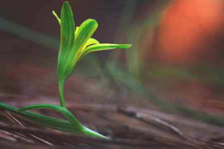 Macrophotography beauty wild spring nature. Small yellow flower in a pine forest at red sunset backgroundの写真素材