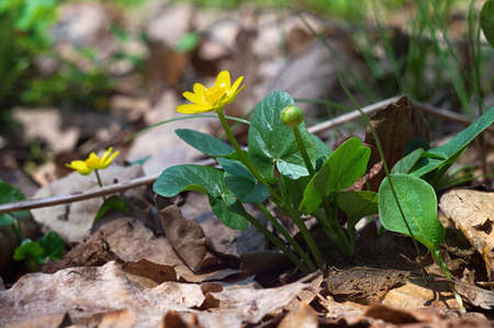 Macrophotography beauty wild spring nature. Small yellow flower in forest on the background of dry leaves.の写真素材
