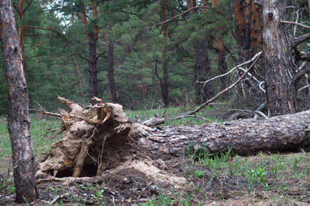 Hurricane uprooted tree in the forest. Fallen big pineの写真素材