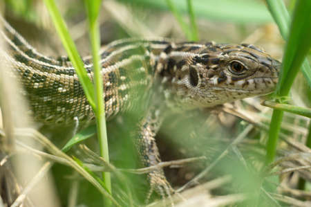 A large lizard hunts hiding in the grass. Animal wildlife in fields, reptile close upの写真素材