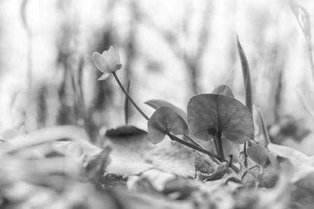 Beautiful wild spring nature. Small flower in forest. Soft focus, black and white composition, high...