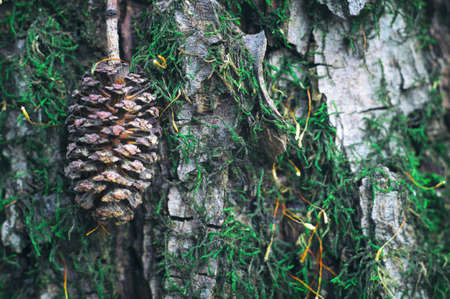 Wildlife Russia macro. Alder cone against the background of moss overgrown barkの写真素材