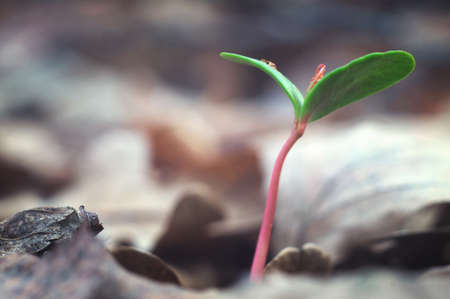 Young sprout in the spring forest natureの写真素材