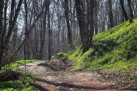 Scenic winding dirt road in the spring swamp forest in the morning sunの写真素材