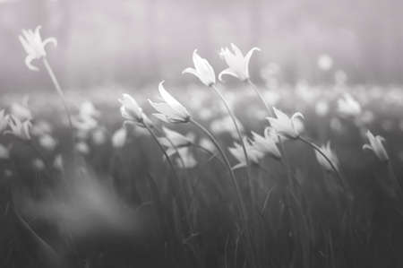 Delicate spring meadow flowers. Disappearing plant species Black and white Tulipa scythica sylvestris soft focus.の写真素材