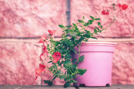 Beautiful red garden flowers in a pot on a pink background. Gardening and plant growingの写真素材
