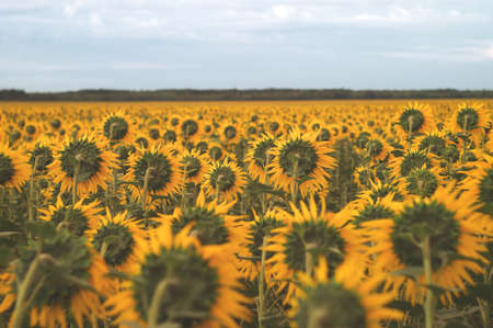 Sunflower field. Beautiful evening view of the cloudy horizon. Scenic countryside viewの写真素材