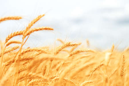 Ears of wheat in the sunlight on the agricultural field close-up.の写真素材
