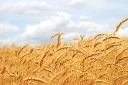 Ears of wheat in the sunlight on the agricultural field close-up.の写真素材
