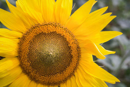 Beautiful Flower sunflower close-up. Picturesque big sunflower in rays of the sun on summer day in scenic fields Russiaの写真素材
