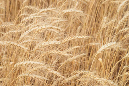 Ears of wheat in the sunlight on the agricultural field close-upの写真素材