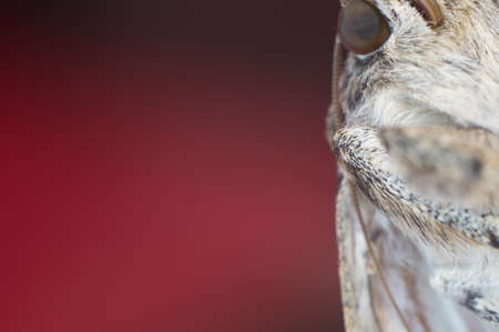 Butterfly moth close-up on a colored pink red blurred copy space background. Macro photo Catocala sponsaの写真素材