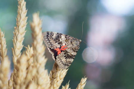 Butterfly moth close-up on a colored green blue blurred background of nature. Macro photo Catocala sponsaの写真素材
