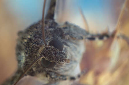 Butterfly moth close-up on a colored yellow blue blurred copy space background. Macro photo Catocala sponsaの写真素材