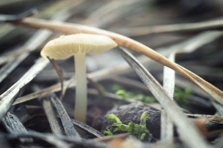 Autumn forest mushroom in pine needles closeup, soft focus, macro photo. Elegant mushroom on a thin legの写真素材