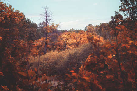 Autumn forest on a cloudy day, yellow red foliage on the crown of a tree. Landscape natureの写真素材