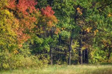 Autumn forest on a sunny august day, green yellow and red foliage on the crown of a treeの写真素材