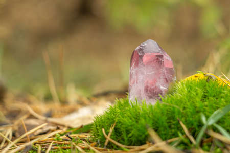 Rose quartz. Pink large crystal gemstone close-up on a background of moss and autumn natureの写真素材