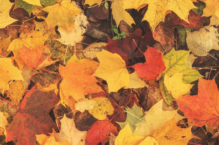 Autumn background of colored october maple leavesの写真素材