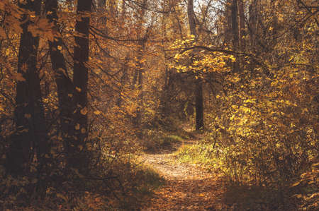 Autumn path trail in the scenic picturesque forest. Mood fall landscapeの写真素材