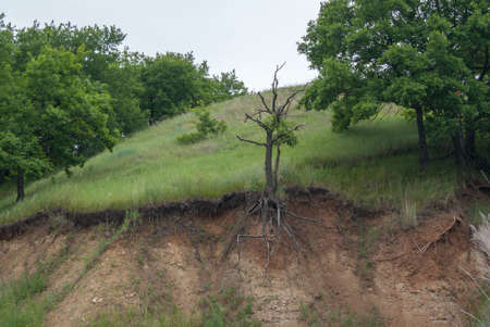 Picturesque overgrown greenery ravine. Summer landscape with hills and trees. Dry tree on a hillsideの写真素材