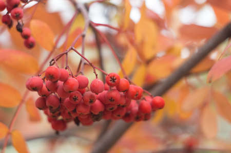 Ripe red bunch of rowan berry on the background of yellowed autumn foliage.の写真素材