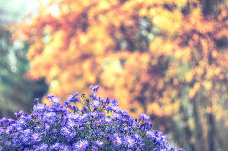 Beautiful colors of Autumn season, yellow red leaves and juicy violet lilac flowers. Natural soft background of fall landscape.の写真素材