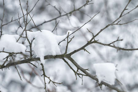 Wild beauty of the winter nature of rural Russian remote places. Bushes shrubs and tree branches in the snowの写真素材