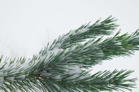 Evergreen branch spruce tree with fresh snow on winter nature. Fir tree symbol of Christmas holidayの写真素材