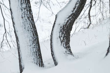 Wild beauty of the winter nature of rural Russian remote places. Bushes shrubs and tree branches in the snowの写真素材
