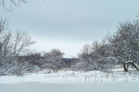 Wild beauty of the winter nature of rural Russian remote places. Bushes shrubs and tree branches in the snowの写真素材