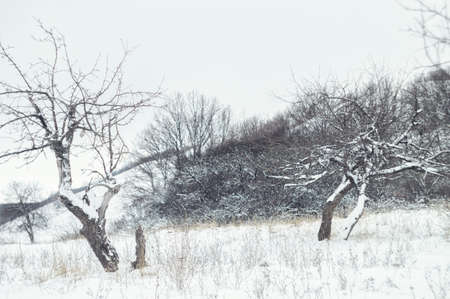 Wild beauty of the winter nature of rural Russian remote places. Bushes shrubs and tree branches in the snowの写真素材