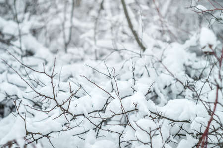 Wild beauty of the winter nature of rural Russian remote places. Bushes shrubs and tree branches in the snow.の写真素材