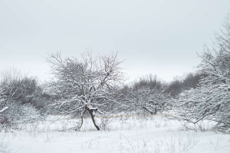 Wild beauty of the winter nature of rural Russian remote places. Bushes shrubs and tree branches in the snowの写真素材