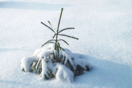 Little fir tree in snow drifts of snow. Winter spruce branches covered with fluffy snow on frosty morning in the forestの写真素材