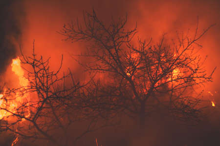 The raging flame of fire burn in the fields, forests and black thick acrid smoke. Big spring wildfire close-up.の写真素材