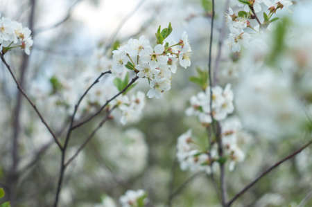 Blooming cherry orchards in May. White flower branch in spring, close-up selective focus.