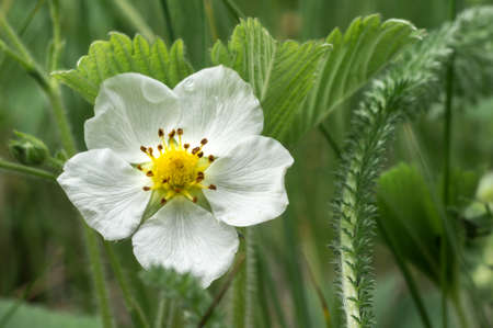 Scenic blooming wild strawberry berry in May. White single flower in spring, close-up, selective art focusの写真素材