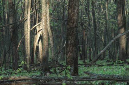 Spring forest in sunlights, selective focus. Walk in picturesque woodsの写真素材