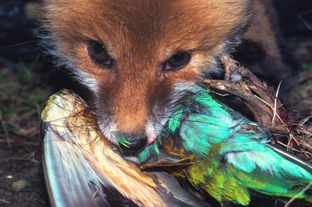 Young red ginger fox eats rare beautiful bird caught wildfowl juicy colorful shot. Predator with prey after a successful hunt close upの写真素材