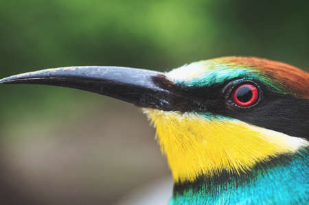 European color bird Bee-eater Merops apiaster in bee-eater family Meropidae macro photography . Nature green backgroundの写真素材