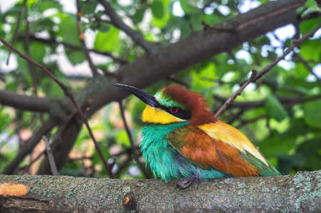 European color bird Bee-eater Merops apiaster bee-eater family Meropidae macro photography. Nature green tree backgroundの写真素材