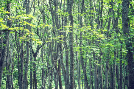 Summer mood green forest. Beautiful landscape background of nature