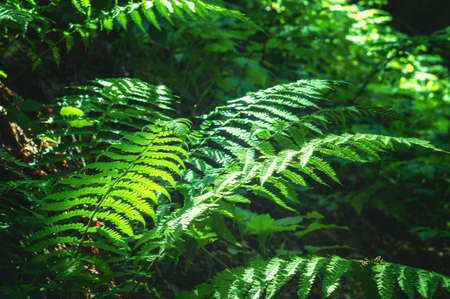 Lush fern in the rays of light on the forest floor under the crowns of treesの写真素材