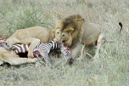 Lionsの写真素材